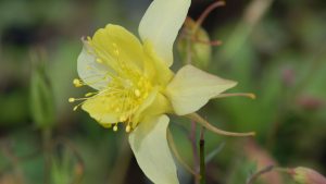 Aquilegia Origami Rose And White Columbine Flowers Facts And Growing Tips