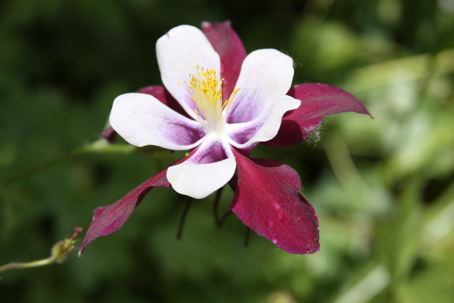 Aquilegia Origami Rose And White Columbine How To Plant Grow And Care For Columbine The Old