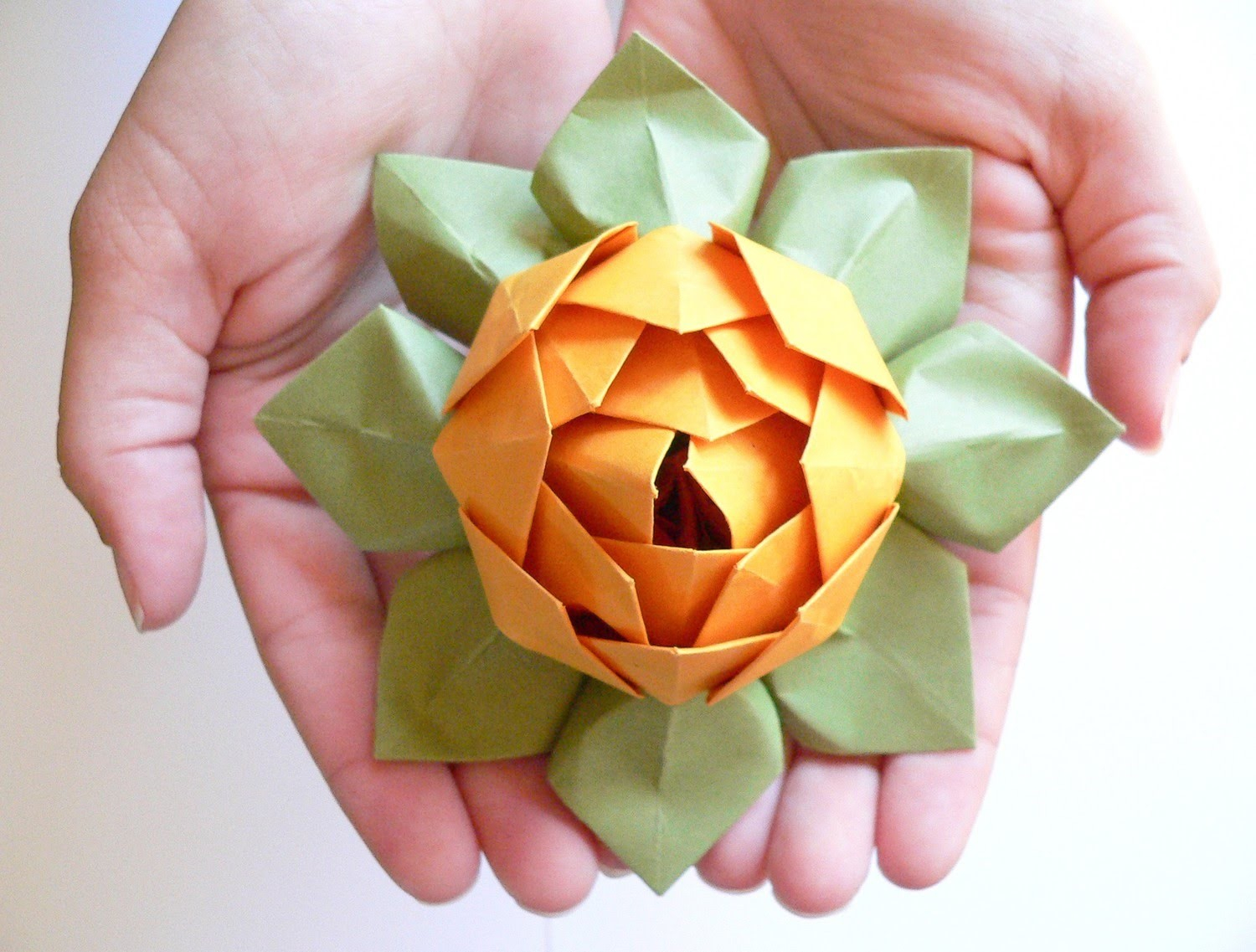 Lotus Flower Origami Mount Dora Fl Official Website