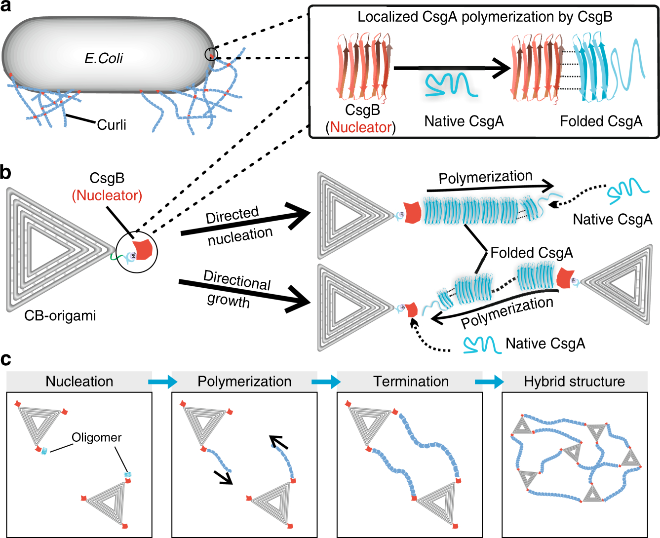 Origami B Cells Directing Curli Polymerization With Dna Origami Nucleators Nature