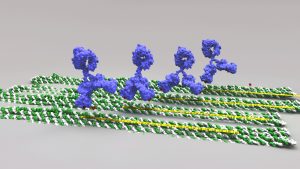 Origami B Cells Dna Origami Used To Measure Top Effectiveness Of Antibodies