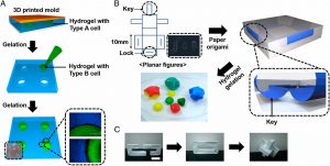 Origami B Cells Hydrogel Laden Paper Scaffold System For Origami Based Tissue