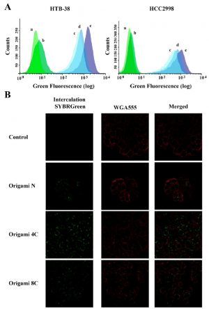 Origami B Cells Intracellular Uptake Of Dna Origami In Colorectal Cancer Cells In