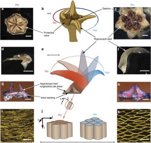 Origami B Cells Origami Like Unfolding Of Hydro Actuated Ice Plant Seed Capsules