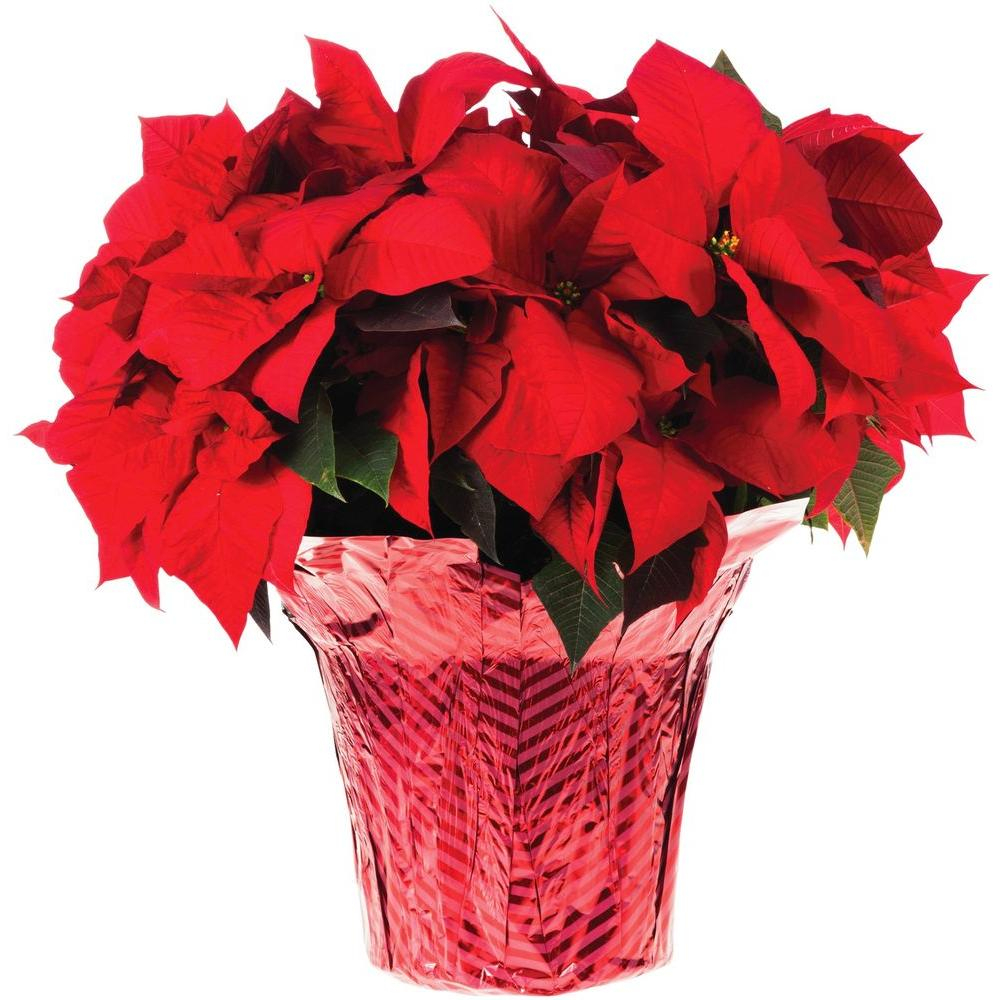 Origami Christmas Flower Poinsettia 10 In Cache Poinsettia In Store Only 10030 The Home Depot