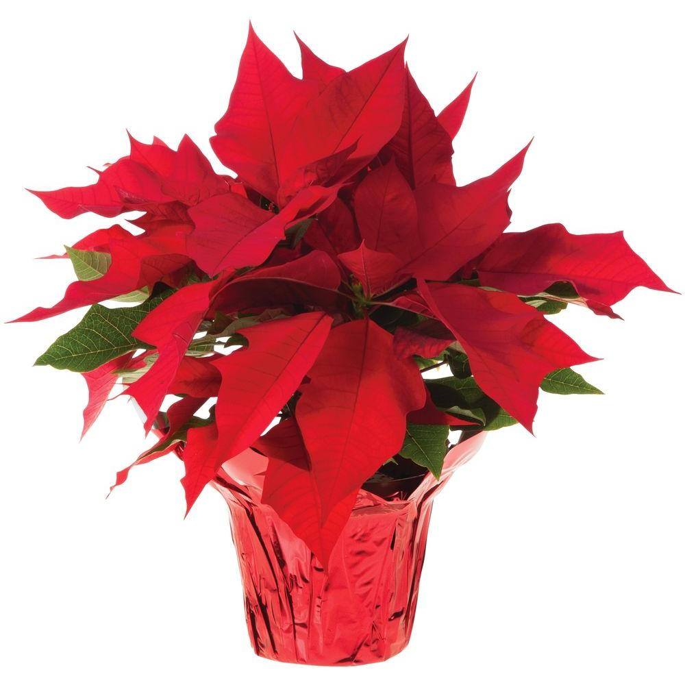 Origami Christmas Flower Poinsettia 6 In Live Poinsettia In Store Only 6inp2013 The Home Depot