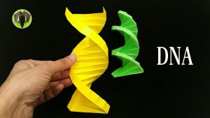 Origami Dna Model Dna Origami Diy Tutorial Paper Folds 842