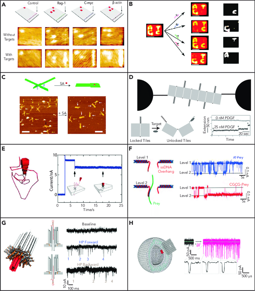Origami Dna Model Dna Origami For Biosensing A Detection Of Specific Mrna Sequences