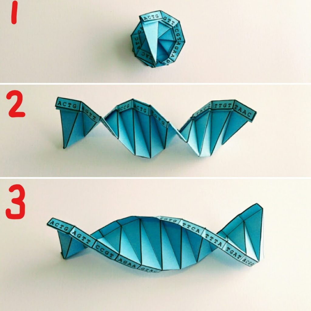 Origami Dna Model Dna Origami