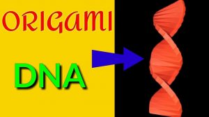 Origami Dna Model How To Make A Paper Dna Craft Making Origami Dna Creative Home