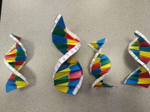 Origami Dna Model Science Origami The Beech Academy
