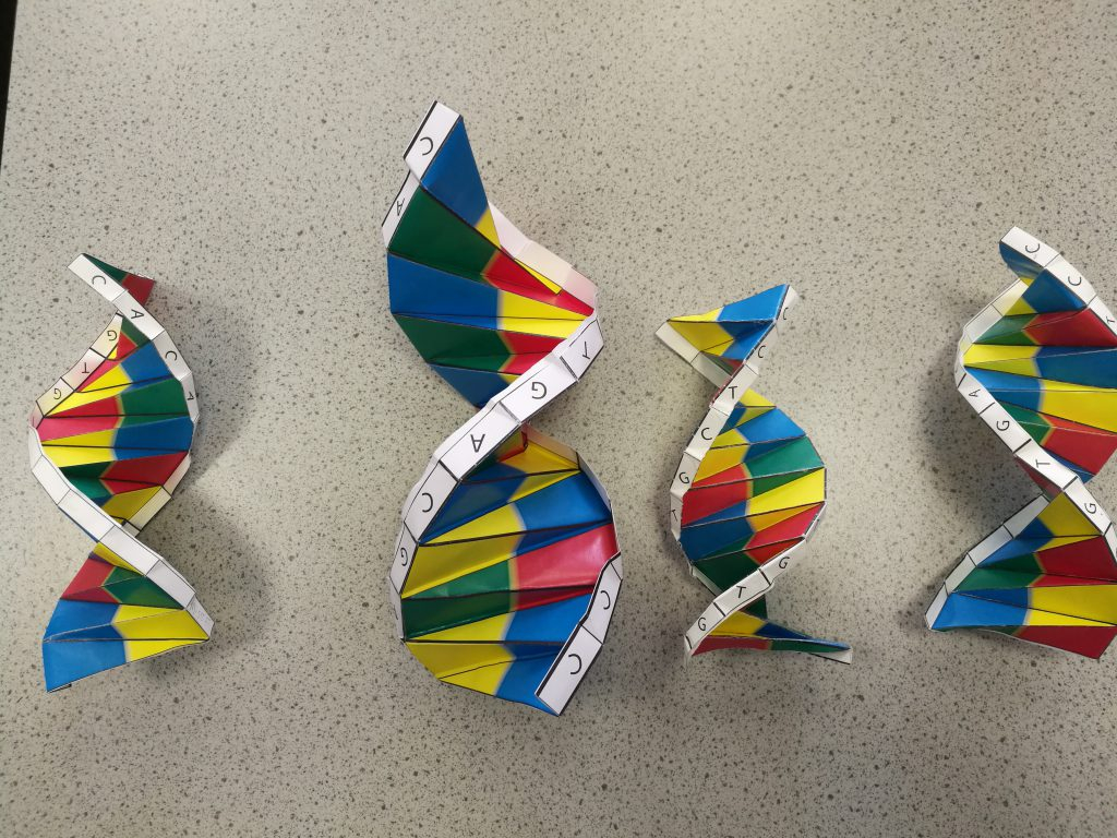 Origami Dna Model Science Origami The Beech Academy