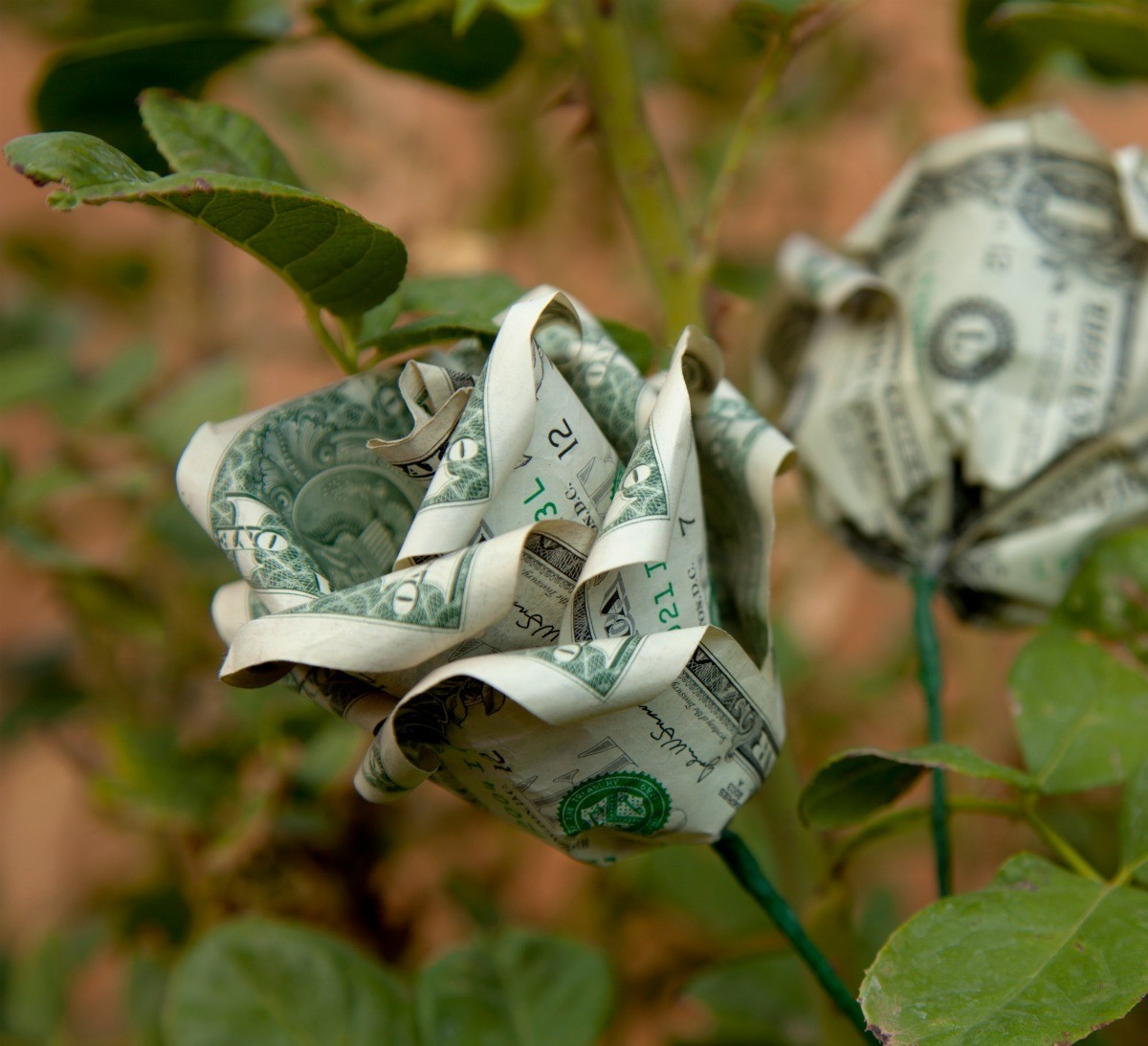 Origami Flower Dollar Bill Making A Dollar Bill Rose Thriftyfun