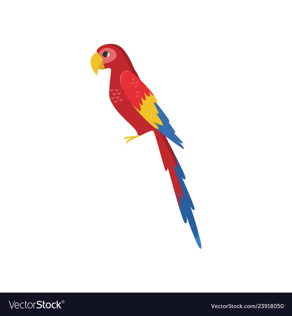 Origami Macaw Parrot Step By Step Large Red Macaw Parrot Side View Isolated On White