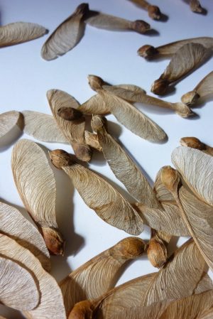 Origami Maple Seed Maple Fairy Wings Natural Dried Maple Seeds Natural Craft Supplies Home Decor