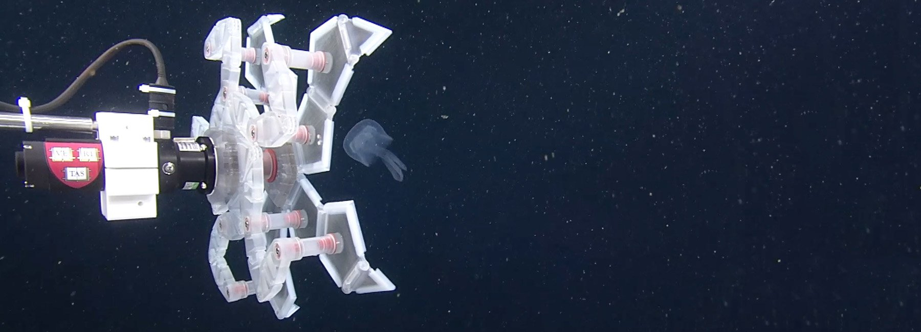 Origami Sea Creatures This 3d Printed Origami Robot Captures Delicate Sea Creatures